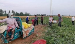 群众吃瓜群广告,揭秘“吃瓜群众”背后的广告营销奥秘