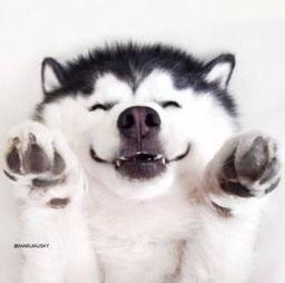 吃瓜群众宠物视频大全